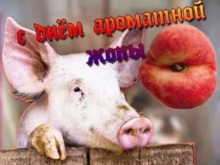 🍑 С днём ароматной жопы! pig, peach, humor, greeting, animal, funny, joke telegram sticker