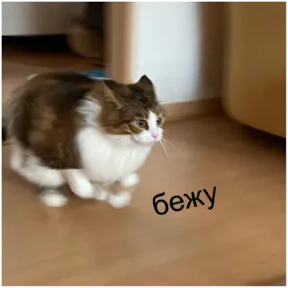 🚶‍♀️ бежу cat, running, russian, domestic animal, pet, funny telegram sticker