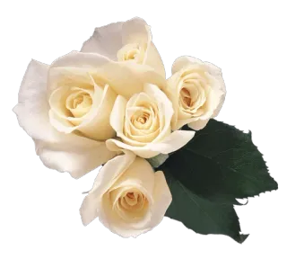 🌺 weiße Rose, Blume, Rosen, floral, Strauß, Natur, Pflanze whatsapp sticker