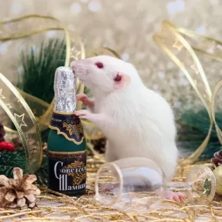 🐭 Советское Шампанское chuột, sâm banh, Xô Viết, rượu, lễ kỷ niệm, lễ hội, Năm mới telegram sticker
