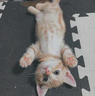 🐱 kociak, kot, rudy pręgowany, zwierzę domowe, słodki, zwierzę, koci, rozbrykany telegram sticker