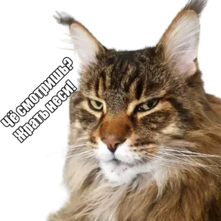❗️ Чё смотришь? Жрать неси! кот, смешной, животное, мем, русский telegram sticker
