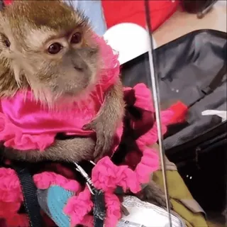 🤫 monkey, animal, cute, costume, pink, primate telegram sticker