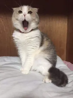 🎃 gato, gatinho, bocejo, animal, fofo, animal de estimação whatsapp sticker