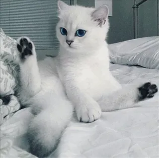 🌝 gato, gato branco, olhos azuis, animal, animal de estimação, felino, fofo whatsapp sticker