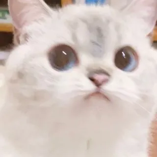 👀 gato, animal, lindo, gatito, mascota, adorable whatsapp sticker