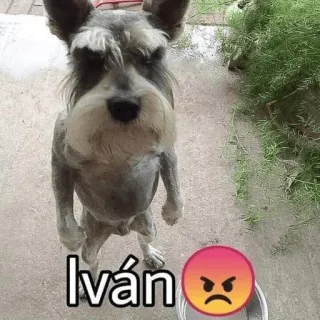 😡 Iván dog, schnauzer, angry, pet, animal, name telegram sticker