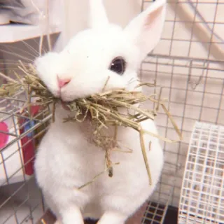 🐰 rabbit, bunny, animal, cute, pet, white rabbit, hay whatsapp sticker