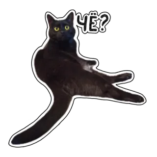 ❓ ЧЁ? кот, черный кот, наклейка, вопрос, русский whatsapp sticker