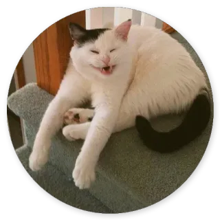 😍 cat, animal, pet, white cat, black and white, domestic animal whatsapp sticker