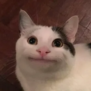 😐 Polite Cat whatsapp sticker