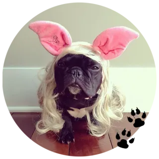 🐰 Hund, Perücke, Kostüm, Tier, Ohren whatsapp sticker