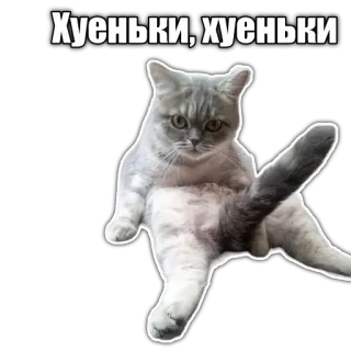 ⛔️ Хуеньки, хуеньки cat, funny, meme, offensive, russian telegram sticker