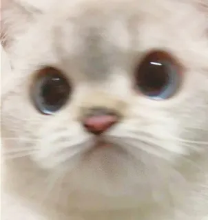 😇 кот, животное, милый, пушистый, питомец, котёнок telegram sticker
