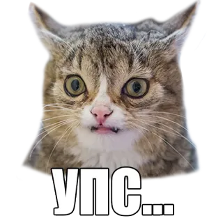😬 УПС... gato, pegatina, ups, divertido, animal whatsapp sticker
