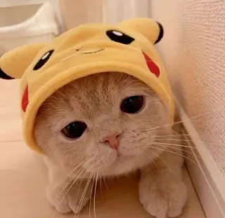 😞 Pikachu Pokemon Katze, Kätzchen, Pikachu, Pokémon, Tier, niedlich, Haustier, lustig telegram sticker