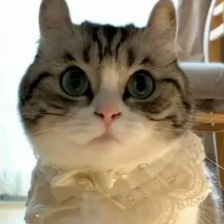 🤨 cat, cute, pet, animal, domestic whatsapp sticker