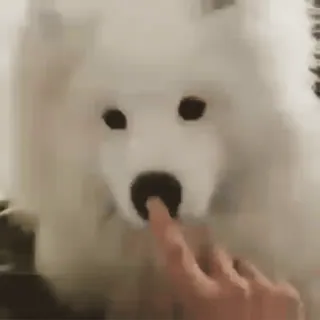 🐶 dog, samoyed, cute, animal, pet, finger, boop telegram sticker