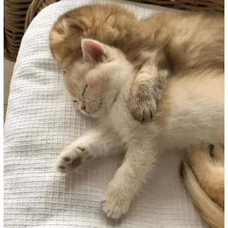 😍 gato, gatinho, dormindo, fofo, animais, animal doméstico telegram sticker
