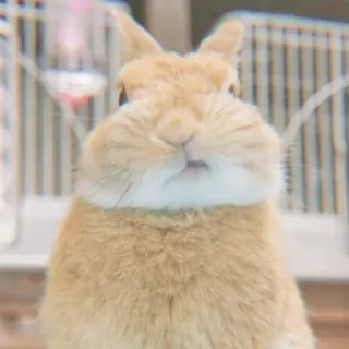🐇 coelho, coelho, fofo, animal, animal de estimação, animal doméstico, mamífero telegram sticker