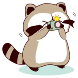 📸 mapache, cámara, animal, fotografía, lindo whatsapp sticker