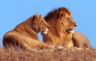 💑 лев, львица, животные, дикая природа, природа, млекопитающие telegram sticker