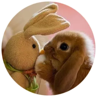 ♥ bunny, rabbit, toy, animal, cute, Easter, spring telegram sticker