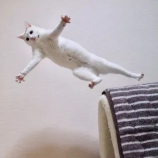 😾 猫, ジャンプ, 白い猫, 動物, ペット, 面白い, アクション telegram sticker
