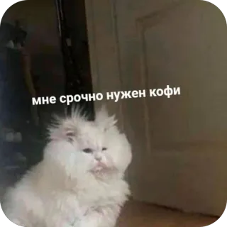 🫥 мне срочно нужен кофи cat, fluffy, white cat, coffee, caffeine, funny, tired, needs coffee telegram sticker