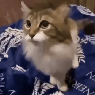 👊 cat, cute, pet, animal, domestic cat, fluffy whatsapp sticker