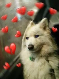 🌟 perro, animal, corazones, amor, lindo whatsapp sticker