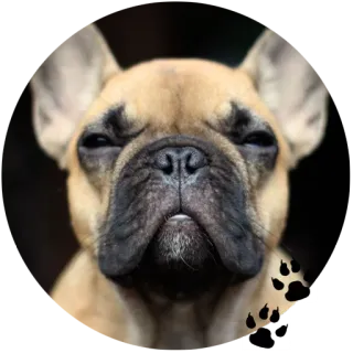 😑 Hund, Französische Bulldogge, Tier, Haustier, Pfotenabdruck whatsapp sticker