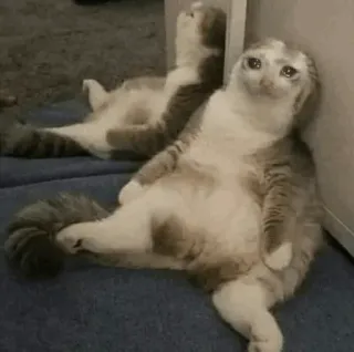 😩 猫, 悲しい, 感情的, かわいい, 動物, ペット telegram sticker