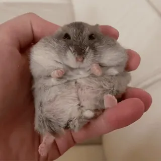 🥟 ハムスター, 可愛い, 動物, ペット, 小動物, げっ歯類, 愛らしい telegram sticker