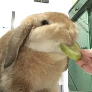 🌟 rabbit, bunny, pet, animal, cute, cucumber, eating whatsapp sticker