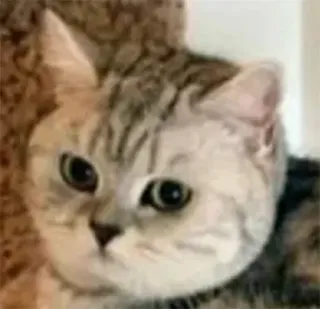 😕 chat, animal, animal de compagnie, mignon telegram sticker