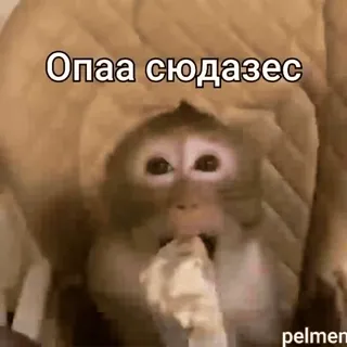 😀 Опаа сюдазес monkey, funny, animal, meme telegram sticker