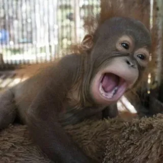 😩 cucciolo orango, orango, cucciolo, carino, sbadiglio, primate whatsapp sticker