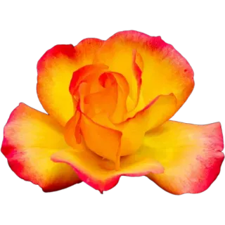 🌼 กุหลาบ, ดอกไม้, กลีบดอก, สีเหลือง, สีส้ม, ลายดอกไม้, พืช telegram sticker