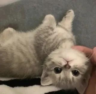 🙃 猫, 小猫, 可爱, 宠物, 动物 telegram sticker