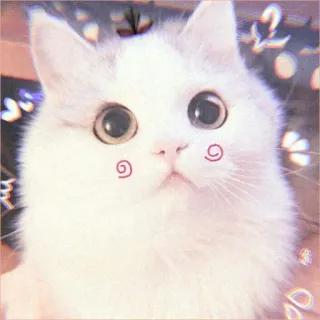 🍓 gato, animal, gato blanco, lindo, mascota, animal doméstico, gatito telegram sticker