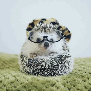 🦔 egel, dier, bril, schattig, huisdier telegram sticker