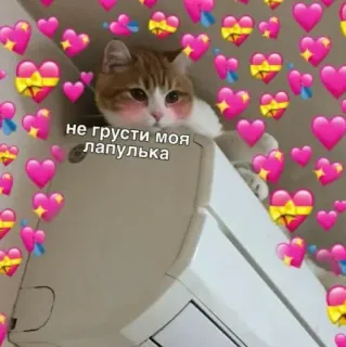 ❤️ не грусти моя лапулька chat, mignon, amour, coeurs whatsapp sticker
