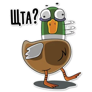 🤔 ЩТА? kaczka, ptak, kreskówka, pytanie, zmieszany telegram sticker