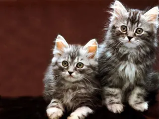 🐈 кот, котенок, питомец, животное, милый, пушистый telegram sticker