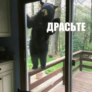 👋 ДРАСЬТЕ bear, animal, wildlife, greeting, hello, door telegram sticker