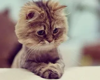 😔 Katze, Tier, Haustier, traurig, süß, flauschig telegram sticker