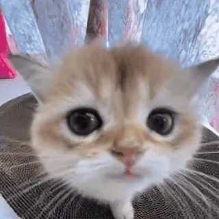 🤩 mèo con, mèo, dễ thương, động vật, thú cưng, họ mèo, mèo nhà telegram sticker