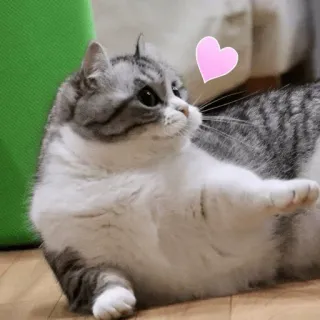 💋 cat, love, heart, animal, cute whatsapp sticker