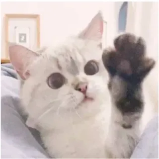 😊 gatto, carino, animale, animale domestico, gattino, zampa, animale domestico telegram sticker